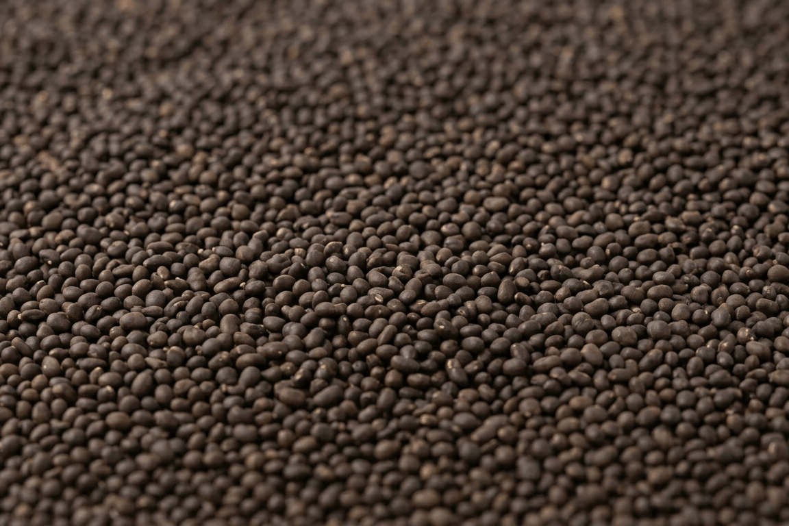 Clean sorted Sesbania seeds for agricultural bulk export